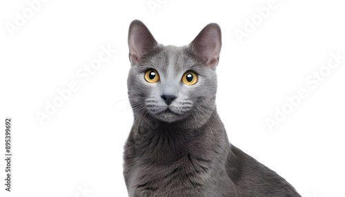 Closeup portrait happy Russian Blue cat sitting isolated on white background photo