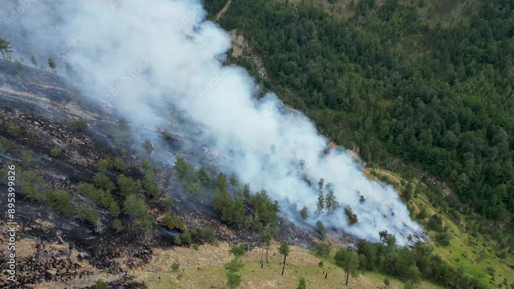 Forest burned by wildfire creating giant cloud of smoke and ash Forest burned by wildfire creating giant cloud of smoke and ash