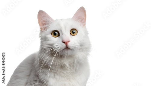 Closeup portrait happy white cat sitting isolated on white background.