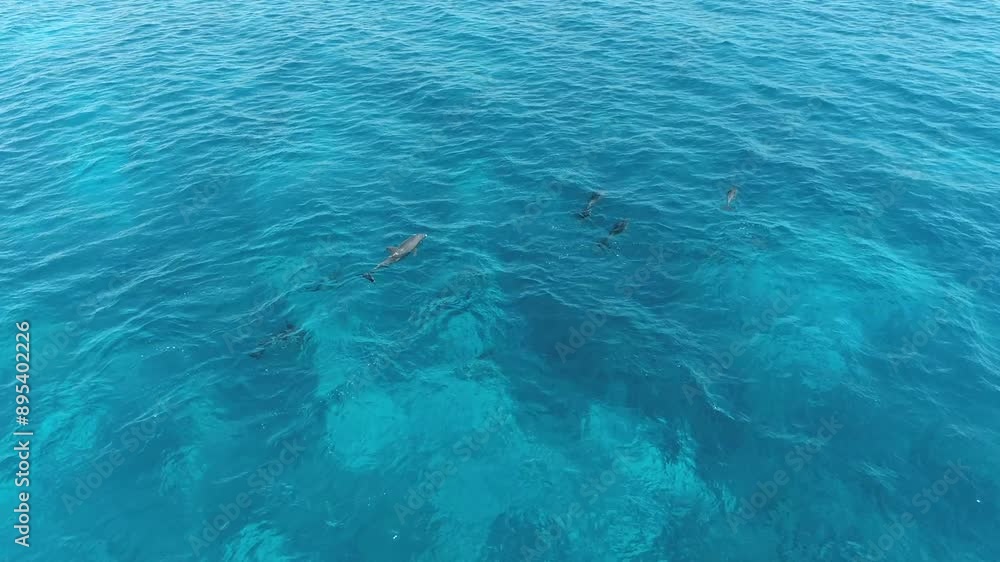 Aerial Shot for group of Dolphins playing together on the rurface of the water of The coral Reef of The Red Sea of Egypt , Shot on RAW 4K Aerial Shot for group of Dolphins playing together on the rurface of the water of The coral Reef of The Red Sea of Egypt , Shot on RAW 4K