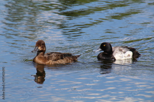 ducks on the lake