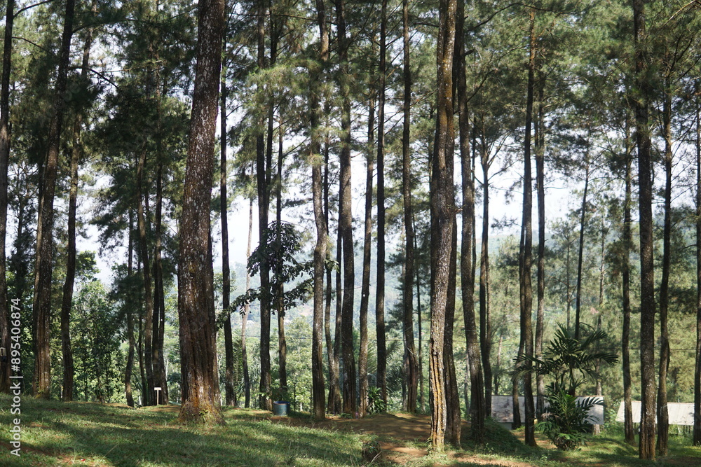 Fototapeta premium Pinewood forest