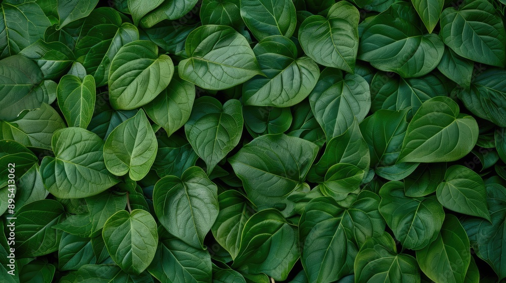 Green leaf texture background Green leaf texture background