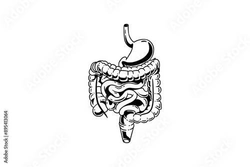 Colon and stomach anatomical poster. Small and large intestine in human body. Gastrointestinal disease, medical exam in gastroenterology. Digestive tract, medical scan of bowel vector illustration.