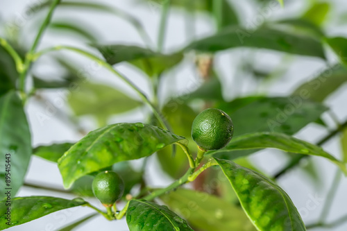 Tangerine tree with small young green fruits. Close up. Houseplant. Bonsai.