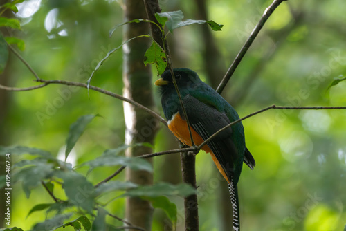 A orange-bellied trogon in Monteverde, Costa Rica photo