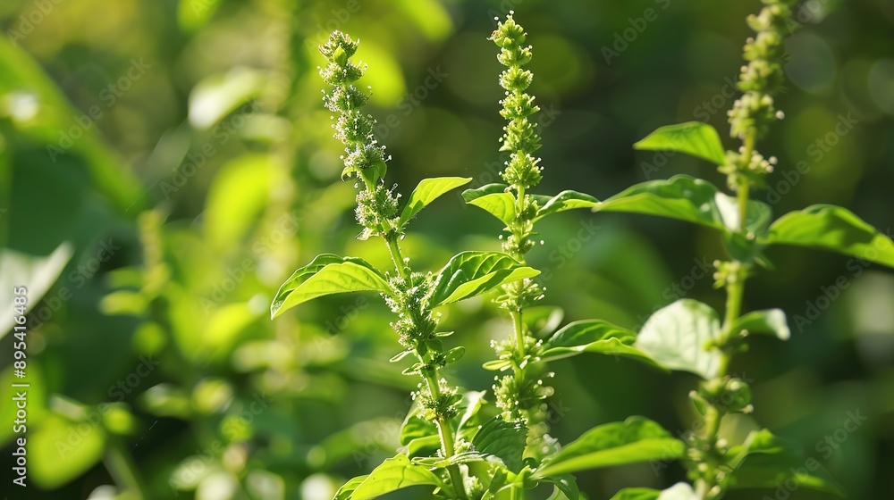Tulsi (Holy Basil) Plant - Natural and Herbal Tulsi (Holy Basil) Plant - Natural and Herbal