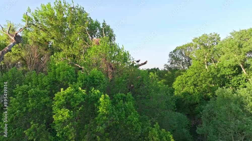 White Stork Birds Nest Over Trees In Wild Tropical Forest. Low Angle Shot White Stork Birds Nest Over Trees In Wild Tropical Forest. Low Angle Shot