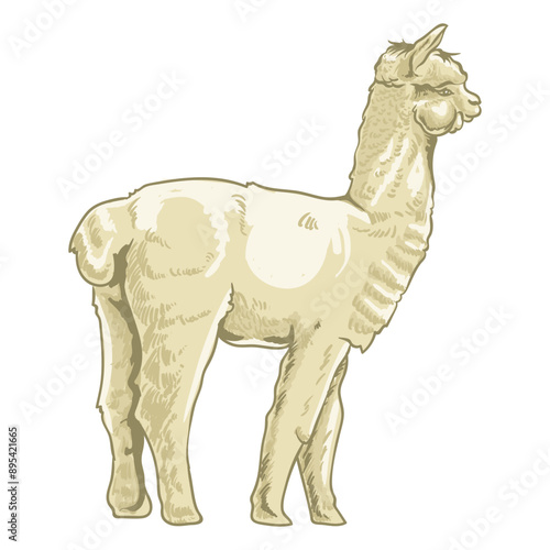 alpaca on a separate white background