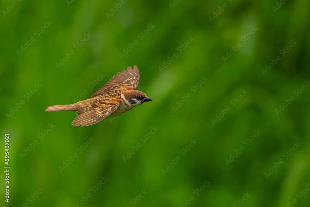 Fototapeta premium 羽ばたくスズメ
