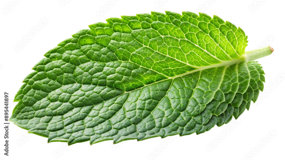 mint mint
