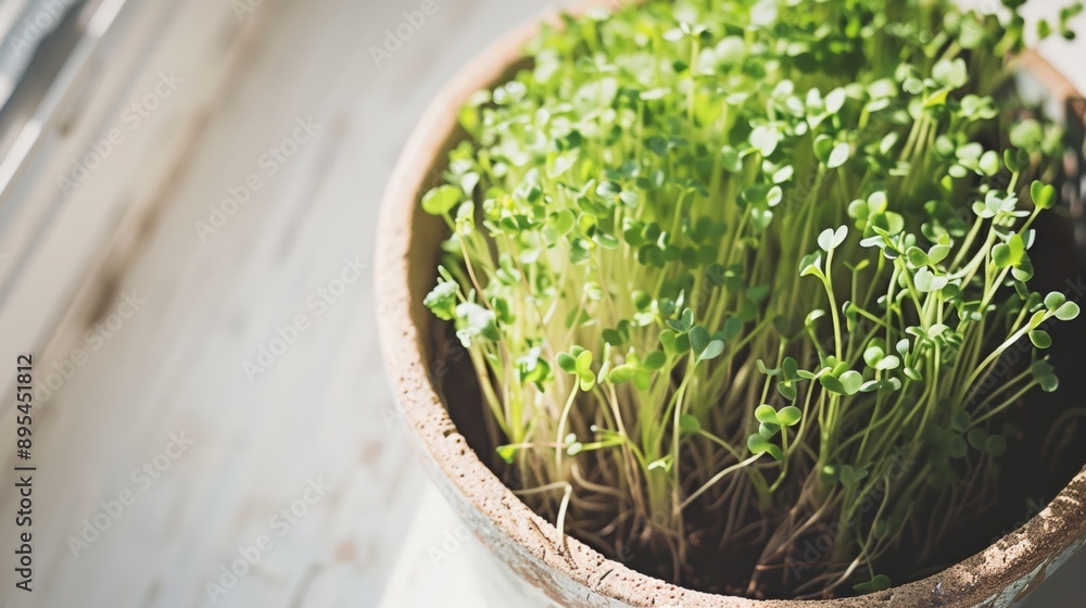 Sustainable Indoor Gardening Close-Up of Fresh, Vibrant Microgreens Growing in a Recycled Container on a Sunny Windowsill Sustainable Indoor Gardening Close-Up of Fresh, Vibrant Microgreens Growing in a Recycled Container on a Sunny Windowsill