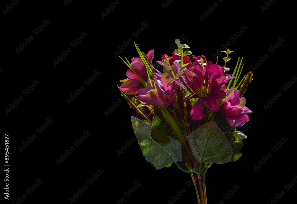 pink hyacinth on black background pink hyacinth on black background