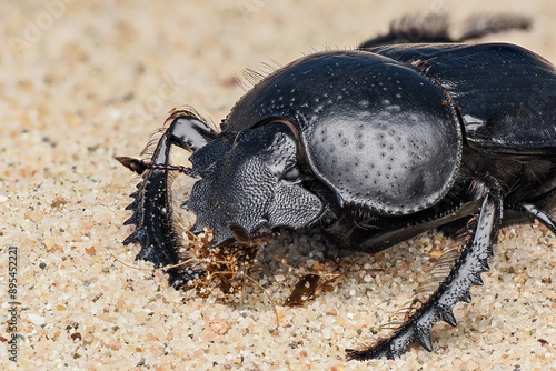 Der heilige Pillendreher als Mistkäfer in der Wüste im Sand, Scarabaeus sacer photo