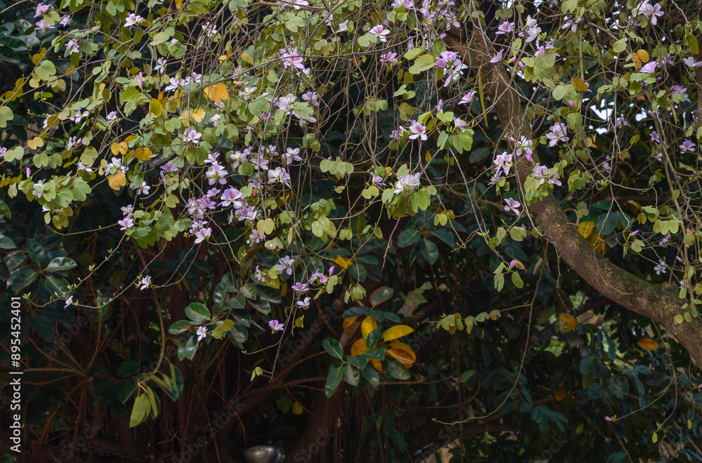 flowers in the forest flowers in the forest