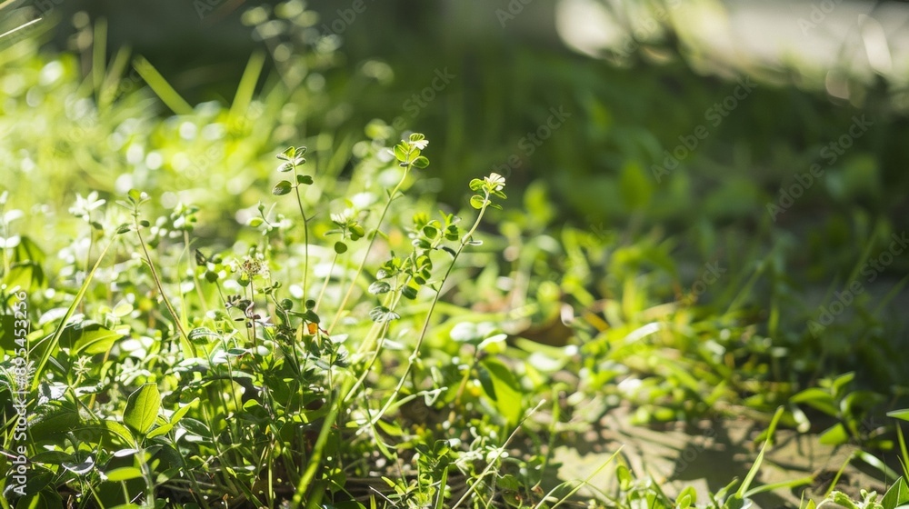 Minimalist Botanical Scene with Green GROW Sprigs Fresh, Natural Aesthetic under Soft Sunlight Minimalist Botanical Scene with Green GROW Sprigs Fresh, Natural Aesthetic under Soft Sunlight
