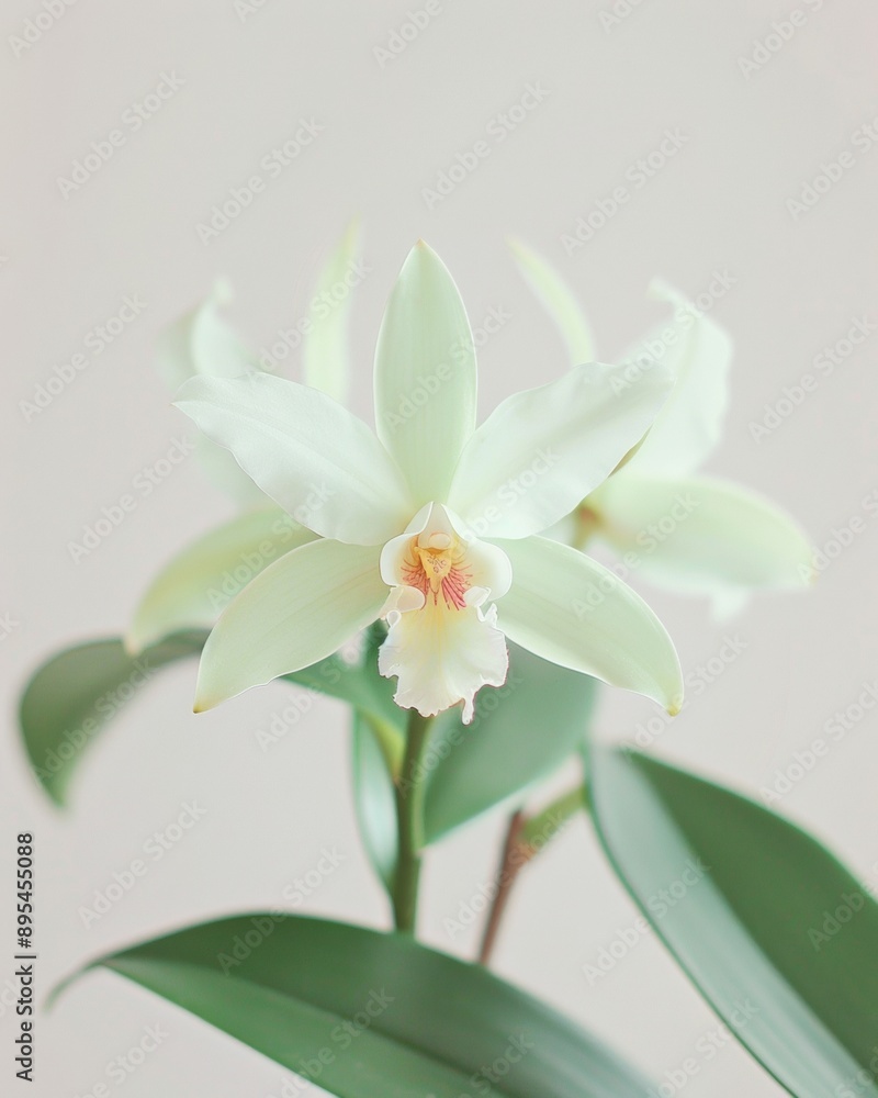 Delicate Vanilla Orchid Bloom with Vanilla Pods and Ice Cream Dish - Natural Beauty Highlighting Vanilla Flavor Delicate Vanilla Orchid Bloom with Vanilla Pods and Ice Cream Dish - Natural Beauty Highlighting Vanilla Flavor