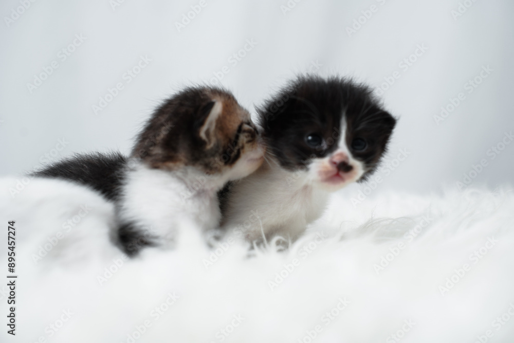Cute kitten sleeping, yawning and lazing on a white rasfur carpet. International cat day concept. Cute kitten sleeping, yawning and lazing on a white rasfur carpet. International cat day concept.