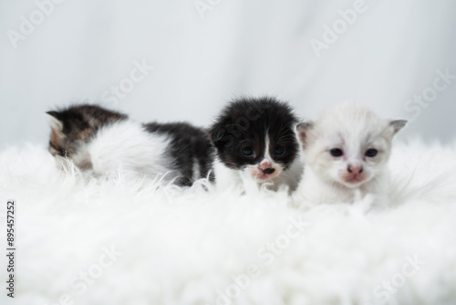 Cute kitten sleeping, yawning and lazing on a white rasfur carpet. International cat day concept. photo