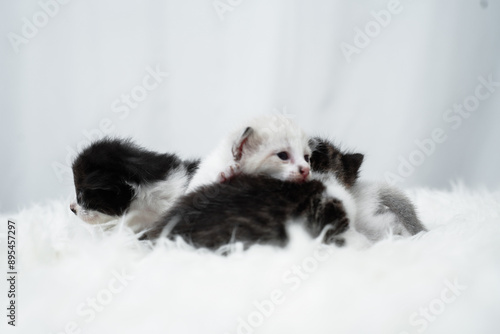 Cute kitten sleeping, yawning and lazing on a white rasfur carpet. International cat day concept.