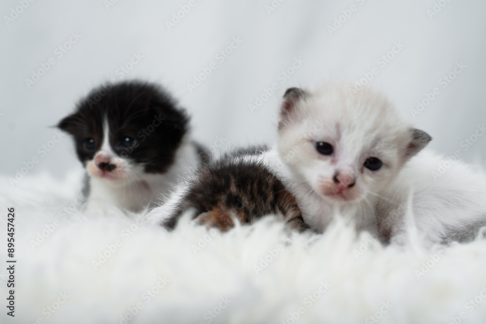 Fototapeta premium Cute kitten sleeping, yawning and lazing on a white rasfur carpet. International cat day concept.