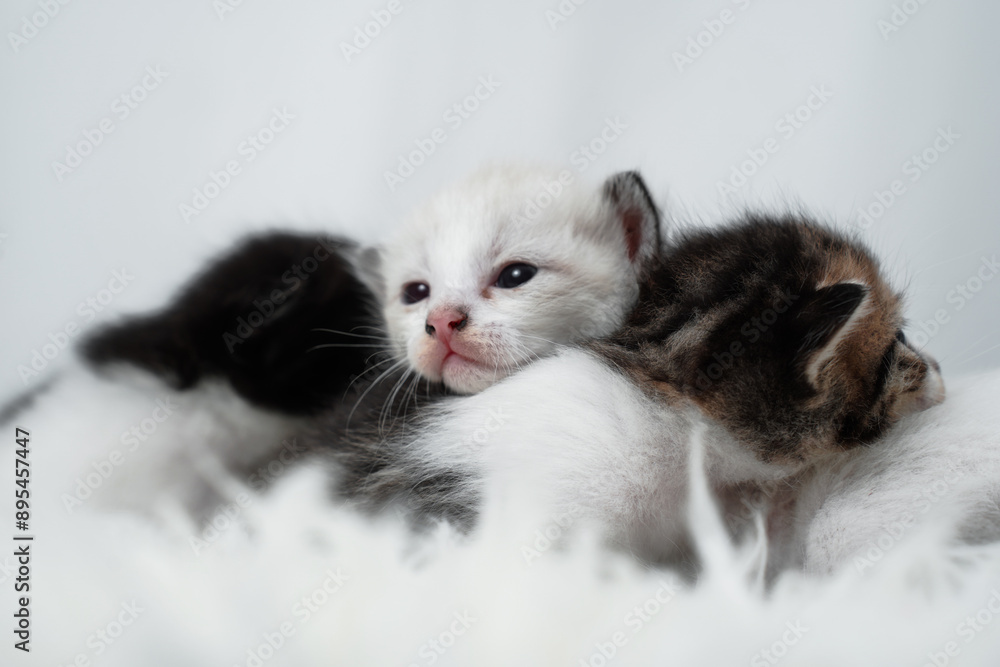 Cute kitten sleeping, yawning and lazing on a white rasfur carpet. International cat day concept. Cute kitten sleeping, yawning and lazing on a white rasfur carpet. International cat day concept.