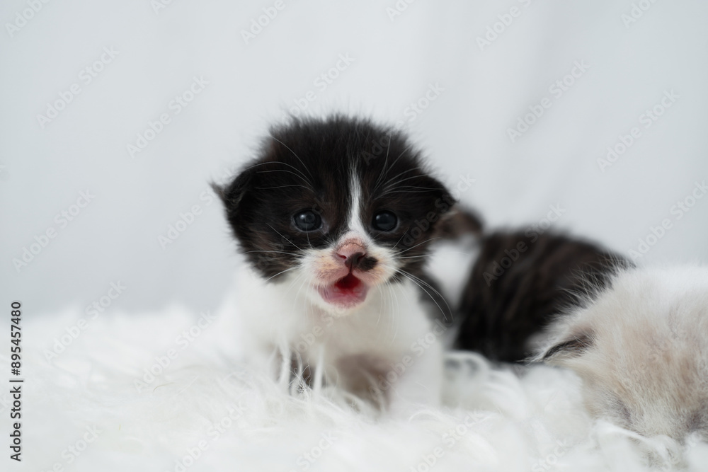 Cute kitten sleeping, yawning and lazing on a white rasfur carpet. International cat day concept. Cute kitten sleeping, yawning and lazing on a white rasfur carpet. International cat day concept.