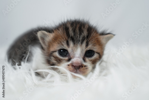 Cute kitten sleeping, yawning and lazing on a white rasfur carpet. International cat day concept. photo