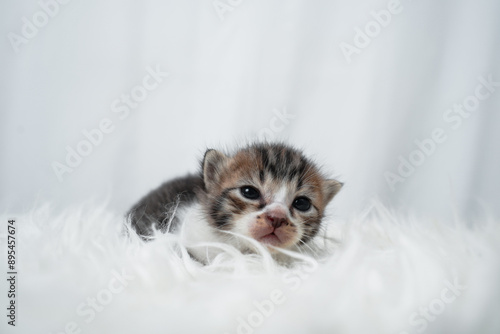 Cute kitten sleeping, yawning and lazing on a white rasfur carpet. International cat day concept. photo