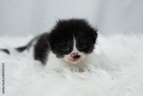 Cute kitten sleeping, yawning and lazing on a white rasfur carpet. International cat day concept.