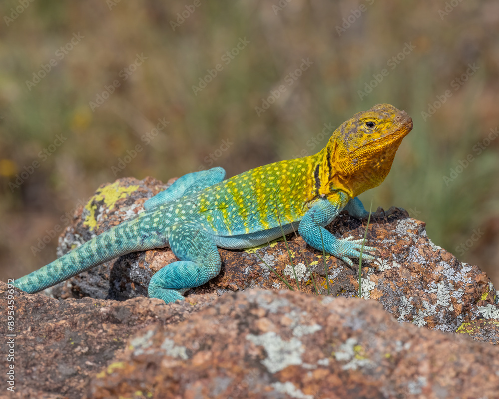 Male Eastern Collared Lizard, the state Reptile of Oklahoma Male Eastern Collared Lizard, the state Reptile of Oklahoma