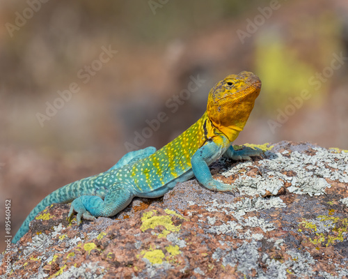 Male Eastern Collared Lizard, the state Reptile of Oklahoma