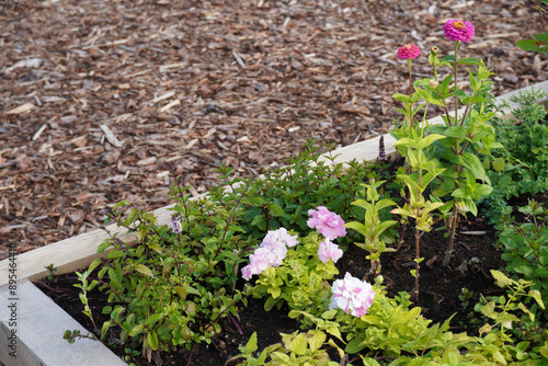 Close up of wooden textured box with green fresh herbs and pink flowers. Sunny day in the summer. Concept of growing, Brown background. Tallinn, July 2024