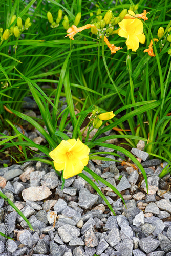 Close up of blooming yellow flowers of Stella D'Oro, Daylily. Grey stones in the front. Sunny summer day. Tallinn, July 2024