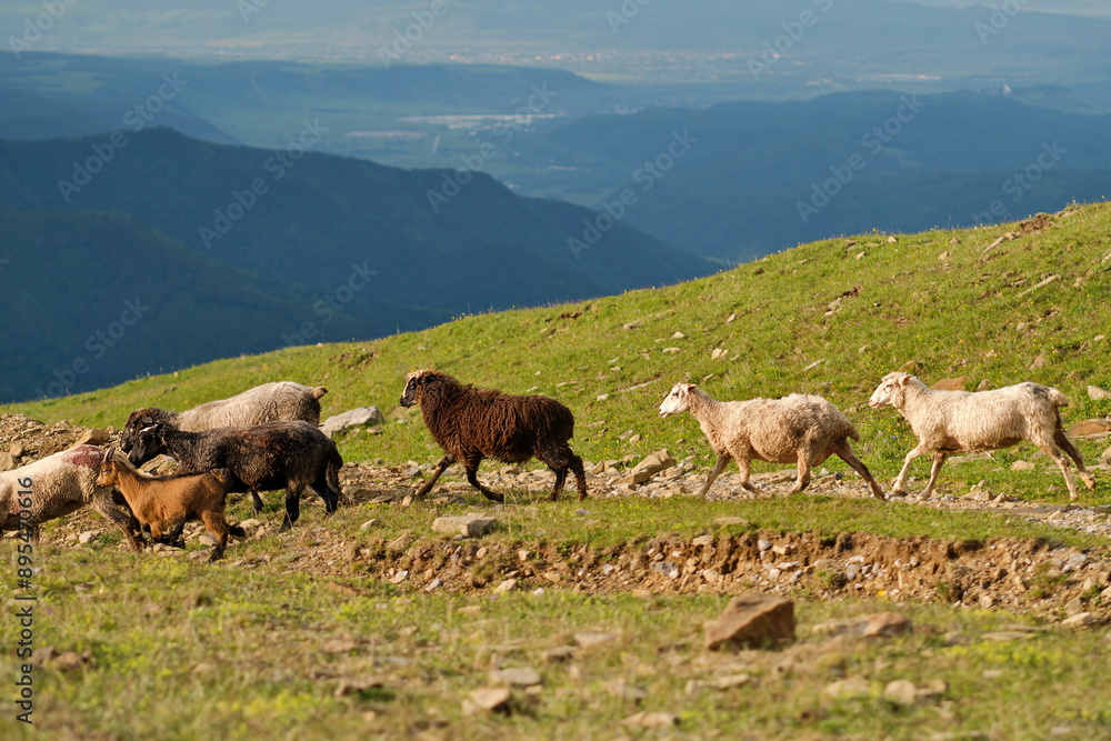 Fototapeta premium Group of sheep and goats walking on hillside