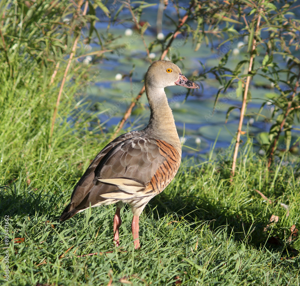 Plumed Whistling-Duck bird standing on grass with water in the background Plumed Whistling-Duck bird standing on grass with water in the background