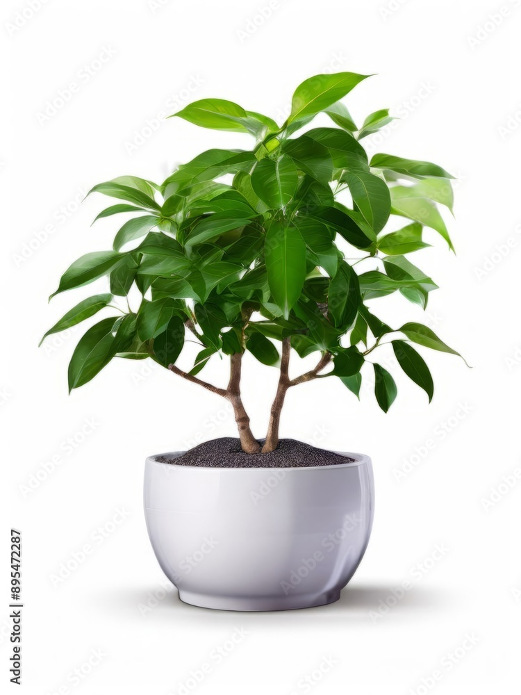 Green indoor plant in a pot, ideal for interior on white background, fits perfectly into bedroom or living room design, reflecting minimalism concept. AI generated. Green indoor plant in a pot, ideal for interior on white background, fits perfectly into bedroom or living room design, reflecting minimalism concept. AI generated.