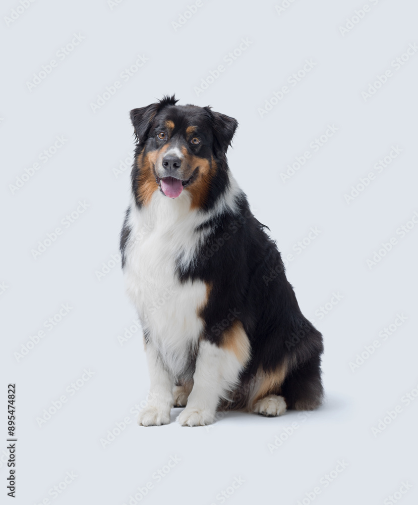Cute Australian Sheperd sitting and posing Cute Australian Sheperd sitting and posing