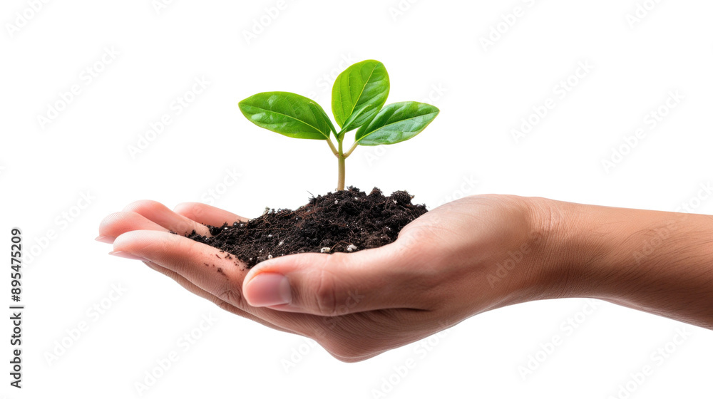 Hand holding a small plant with green leaves and soil. The image, set against a transparent background, symbolizes growth, nurturing, and environmental care. Hand holding a small plant with green leaves and soil. The image, set against a transparent background, symbolizes growth, nurturing, and environmental care.