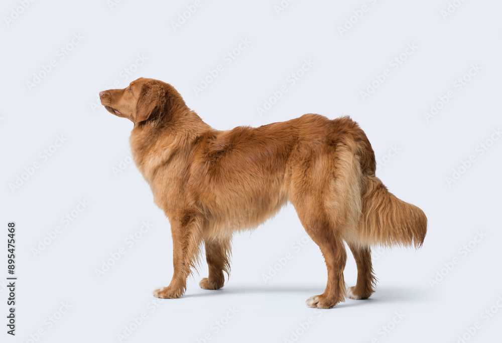 Nova Scotia Duck Tolling Retriever side view portrait Nova Scotia Duck Tolling Retriever side view portrait