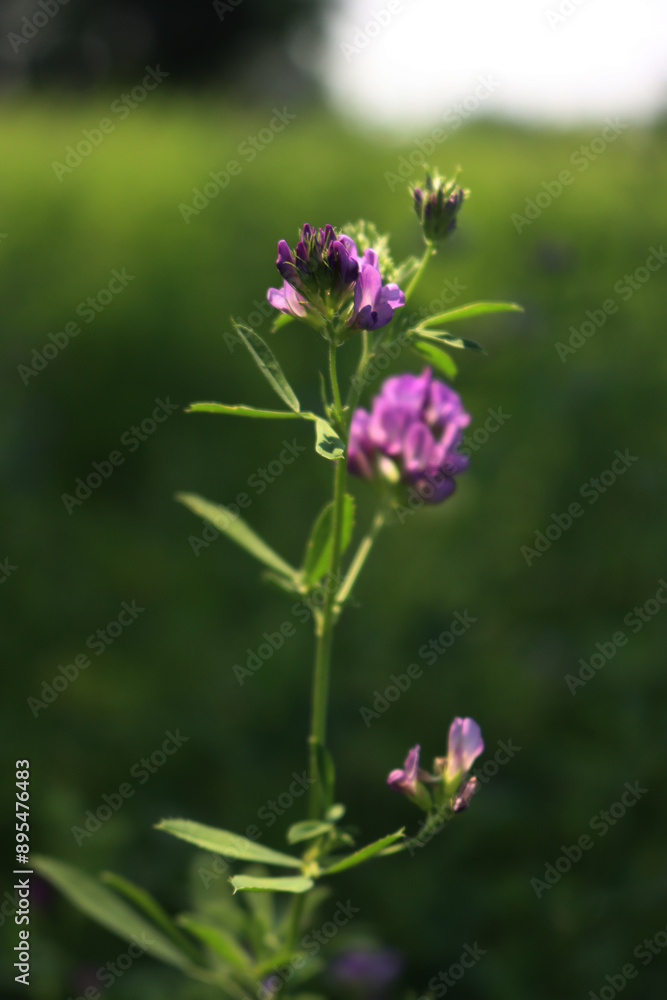 Purple alfalfa flower in the field into the sunlight. Medicago sativa cultivation in bloom on summer Purple alfalfa flower in the field into the sunlight. Medicago sativa cultivation in bloom on summer