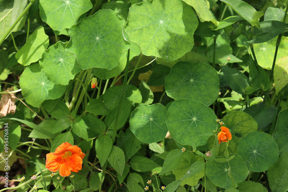 Close-up of Nasturtium in bloom with round leaves and bright orange and red ornamental edible flowers. Tropaeolum Nasturtium Close-up of Nasturtium in bloom with round leaves and bright orange and red ornamental edible flowers. Tropaeolum Nasturtium
