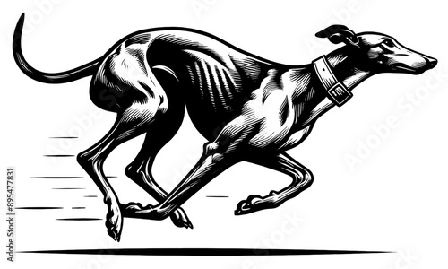 Hand drawn Cute Greyhound dog in full-body, vector sketch isolated on white background.	
