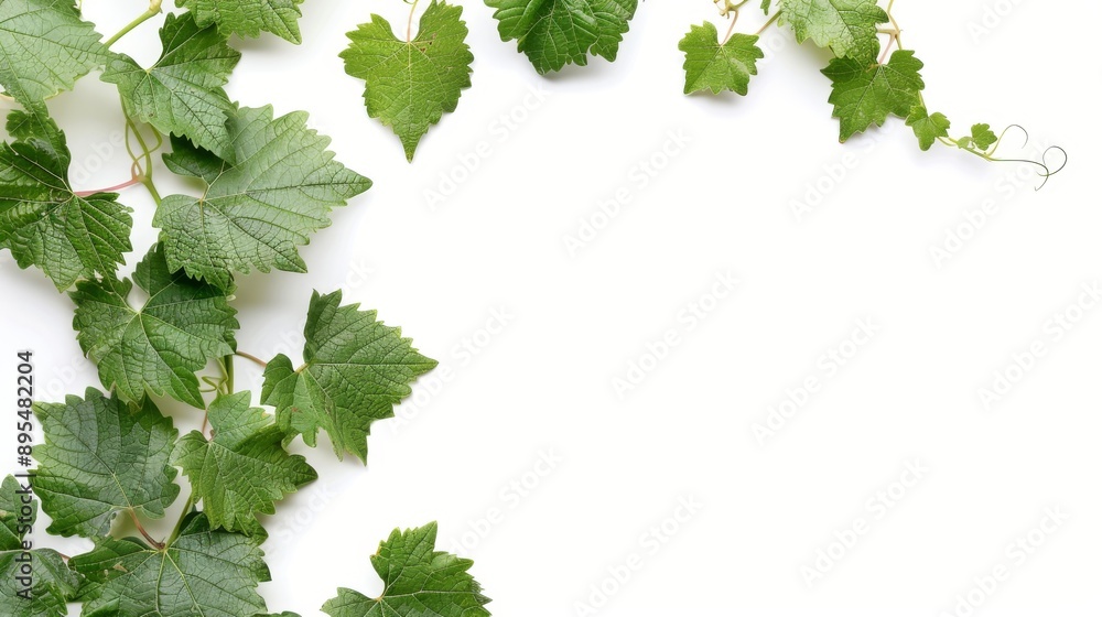 Grape Leaves Frame against White Background Grape Leaves Frame against White Background