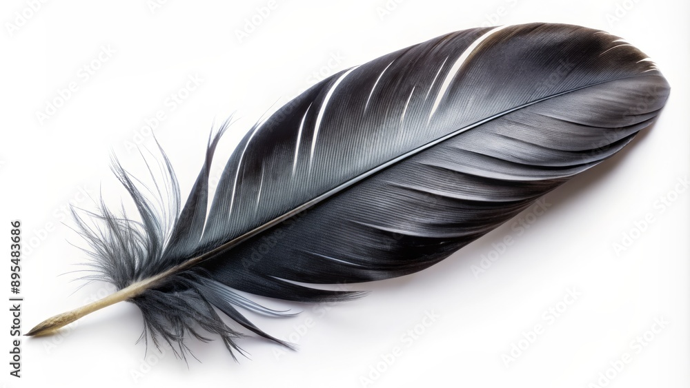 Elegant, glossy, black bird feather with soft, delicate edges and subtle sheen, isolated on a pristine white studio background. Elegant, glossy, black bird feather with soft, delicate edges and subtle sheen, isolated on a pristine white studio background.