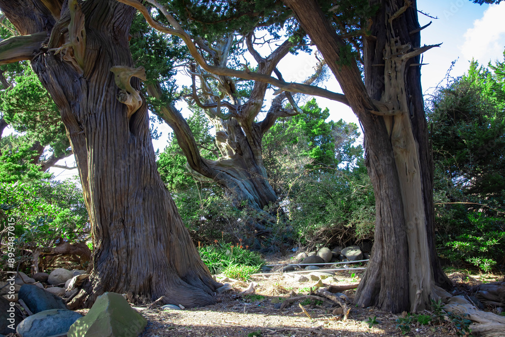 Fototapeta premium A tall Japanese juniper tree in Osezaki Shizuoka