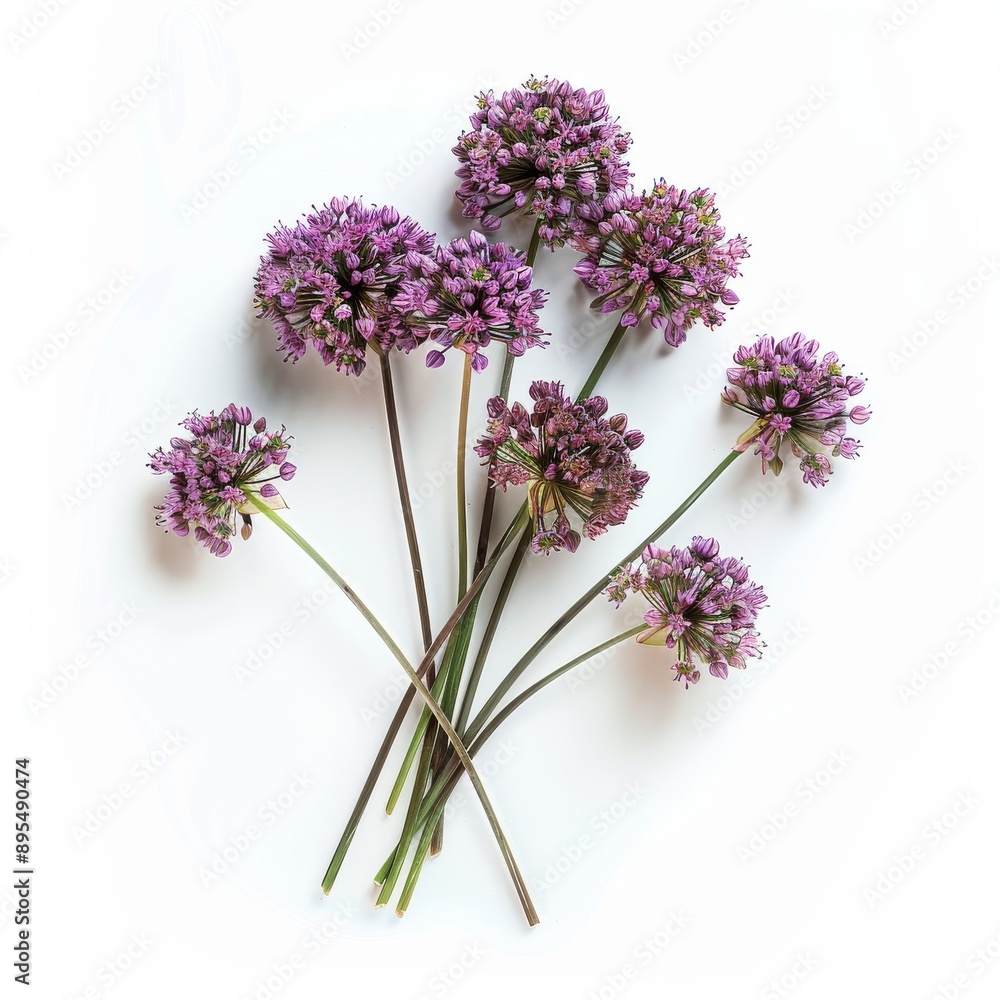 Allium Flowers in White Background Allium Flowers in White Background