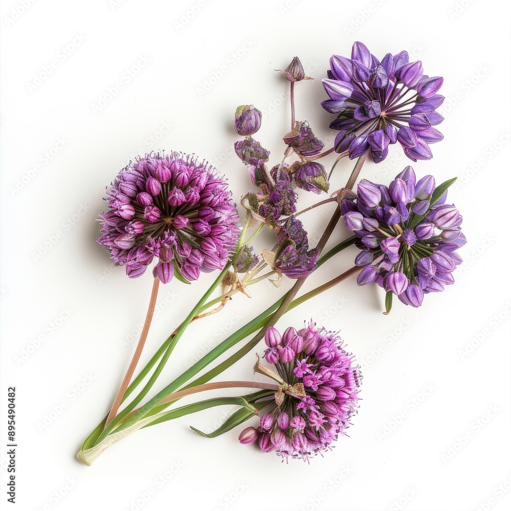 Allium Flowers in White Background Allium Flowers in White Background