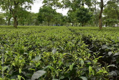 Monabarie Tea Estate at Biswanath District of Assam is Asia's Largest Tea Estate. photo