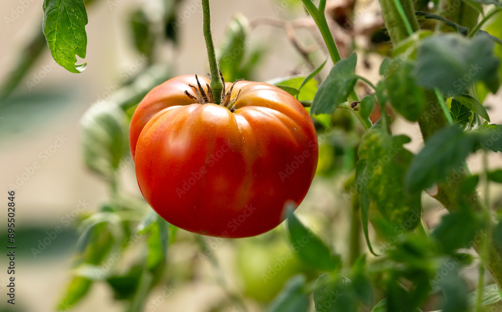 Red ripe tomatoes growing in the garden Red ripe tomatoes growing in the garden